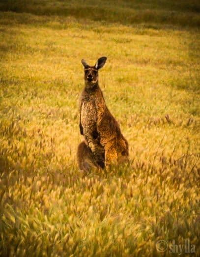 one of the kangaroos we chased!